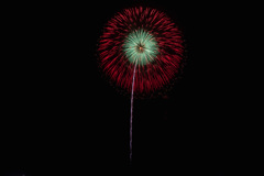 夏の夜に咲く花１１