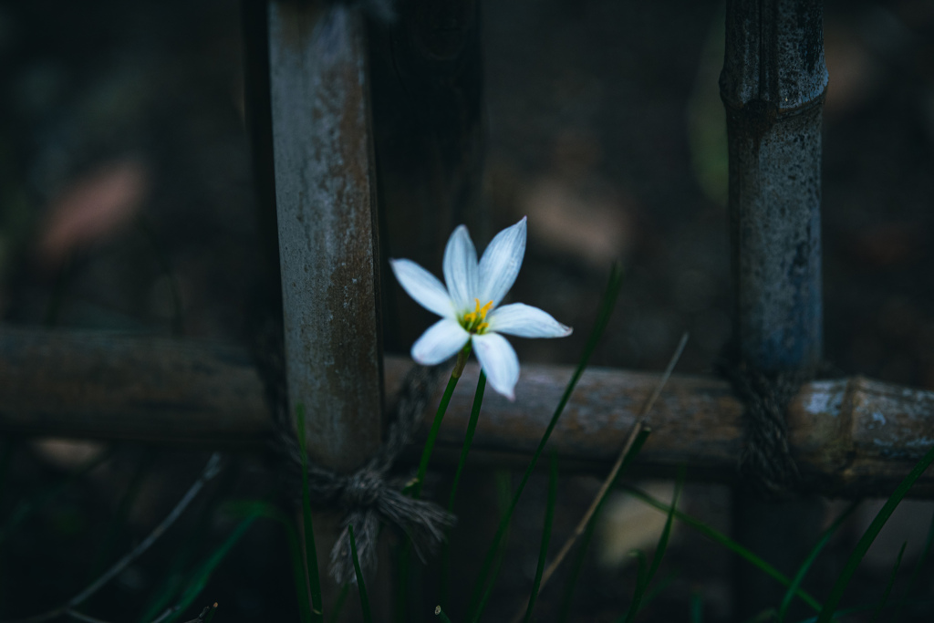 一輪の花２