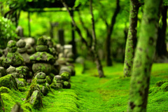 化野念仏寺の苔