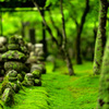 化野念仏寺の苔
