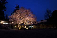 高麗神社の桜（御神木）２