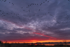 ガン類の塒立ち（2025年師走）３