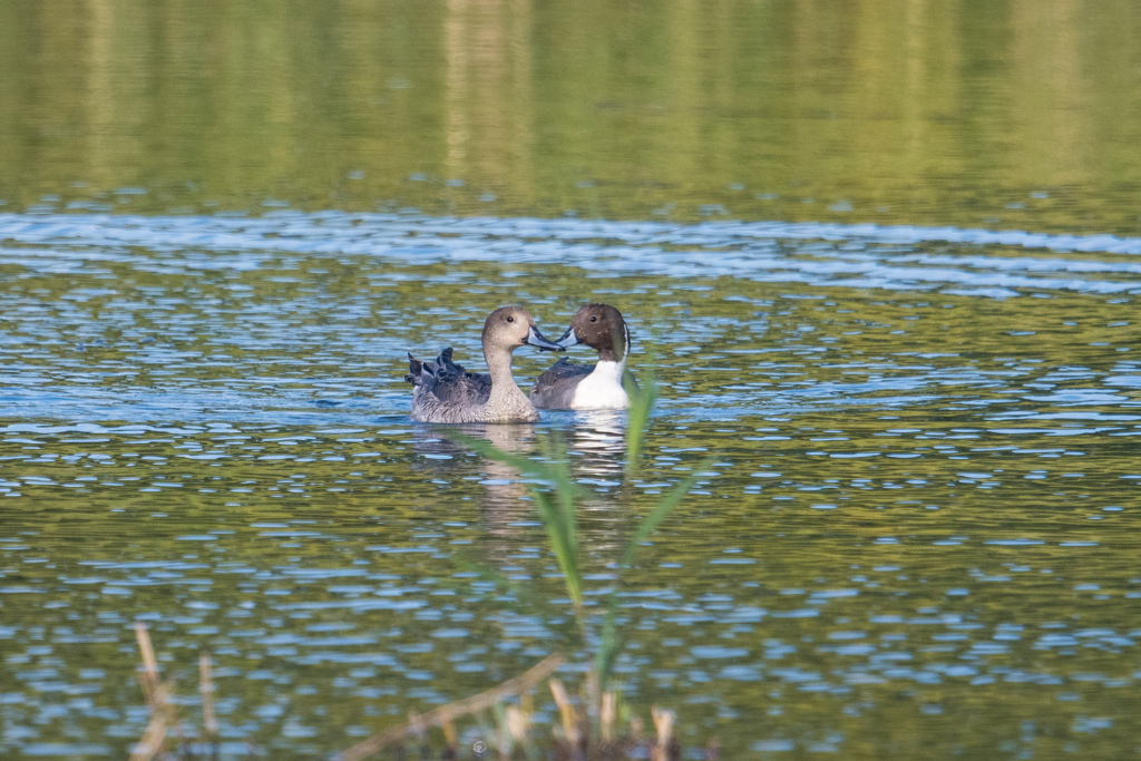 水辺の鳥たち