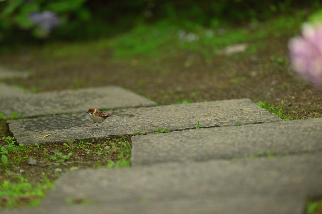 Landing of a sparrow
