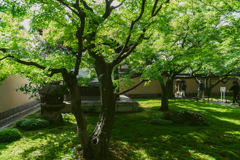 影を愉しむ（大徳寺黄梅院庭園）