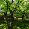 影を愉しむ（大徳寺黄梅院庭園）