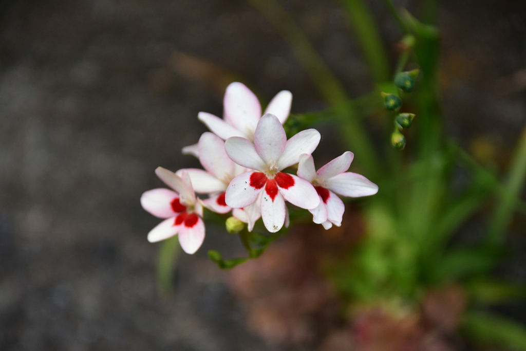 迷い花