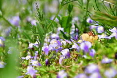 自然の花畑