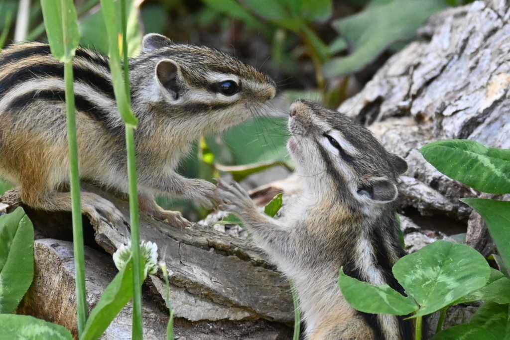 リス　キッス