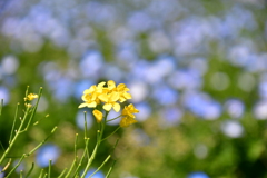 たった一人の菜の花〜ネモフィラ畑にて