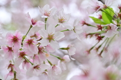 まだ間に合う関東の桜。