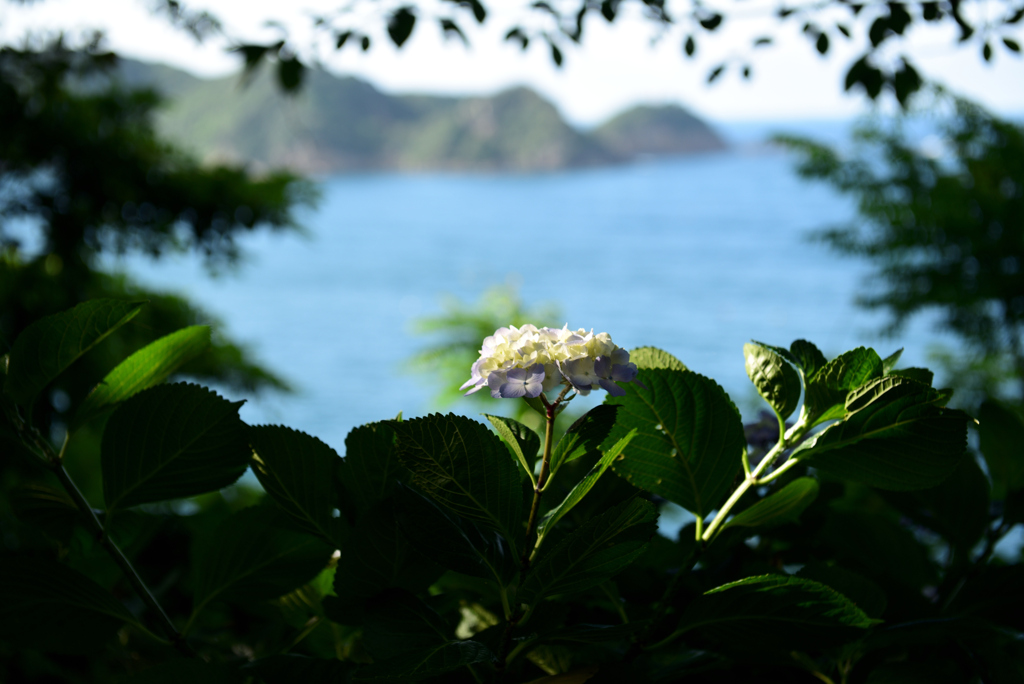 ひっそりと紫陽花