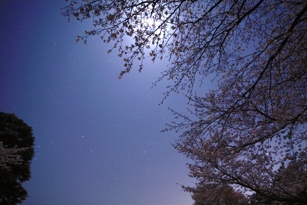 夜桜