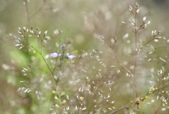 線香花美