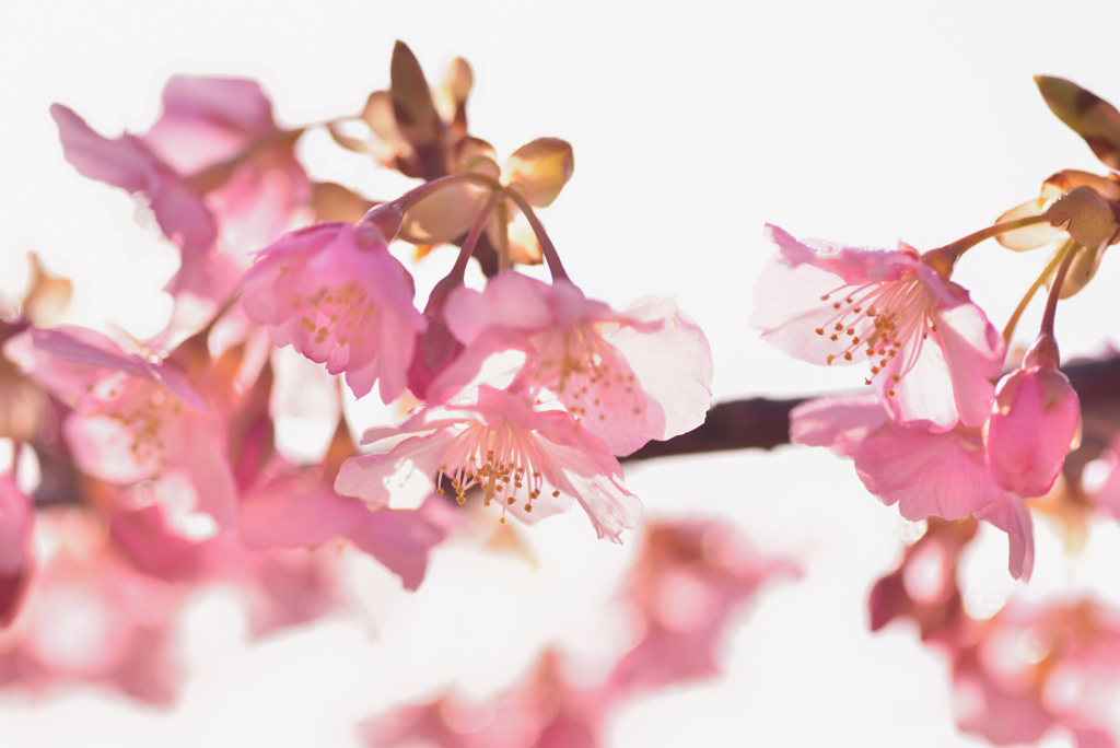 一足早い河津桜