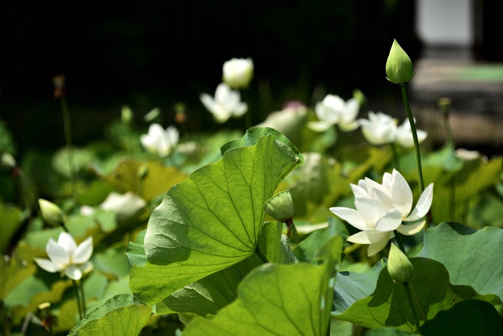 花言葉：清らかな心