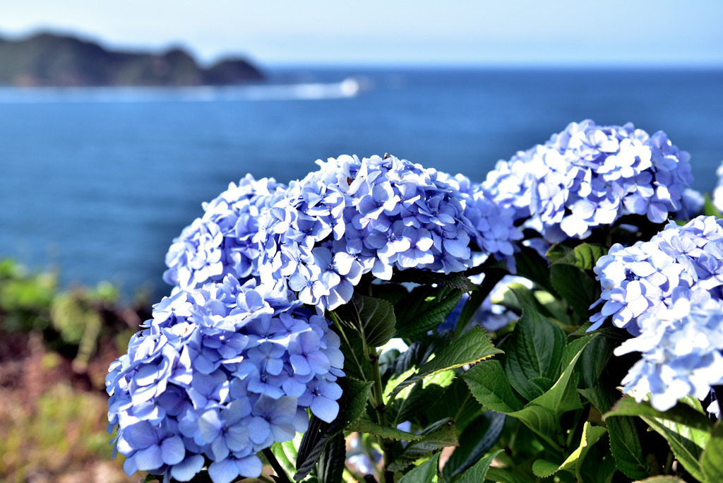 潮騒と紫陽花1