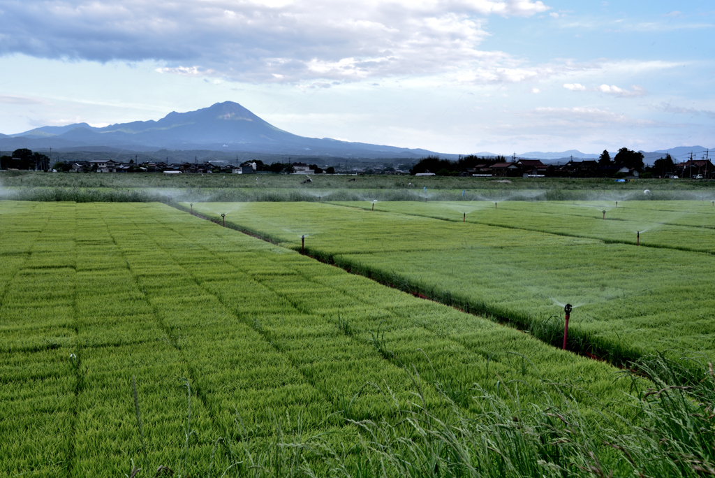 田植えの準備2（散水）