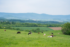 The Hokkaido