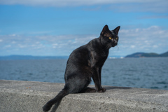 黒猫