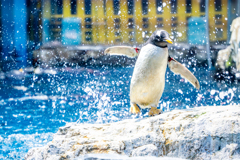 うぉ、水しぶき