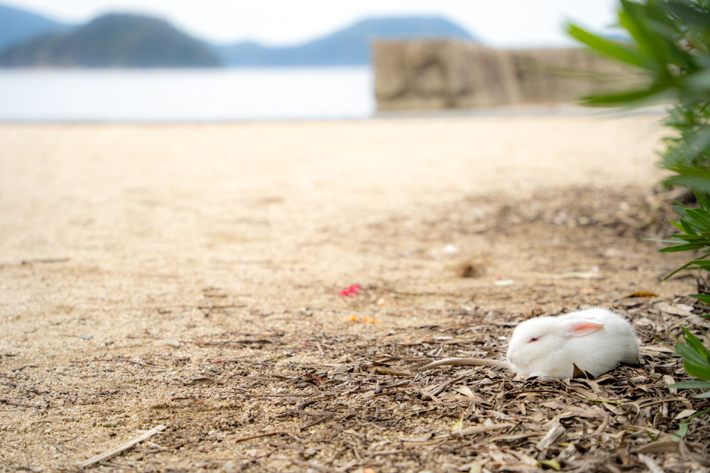 お餅みたいな子ウサギ