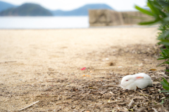 お餅みたいな子ウサギ