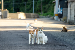 猫の集会