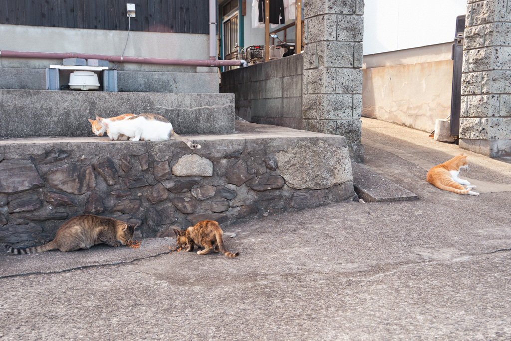 猫の集会