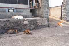 猫の集会