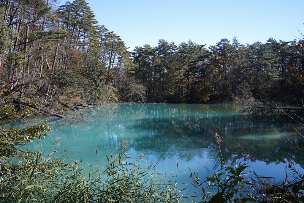 青沼