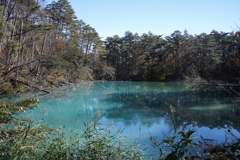 青沼