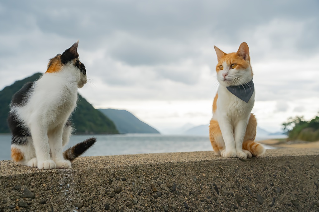佐柳島にて