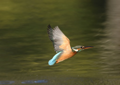 カワセミ_PH_006