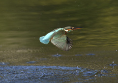 カワセミ_PH_005