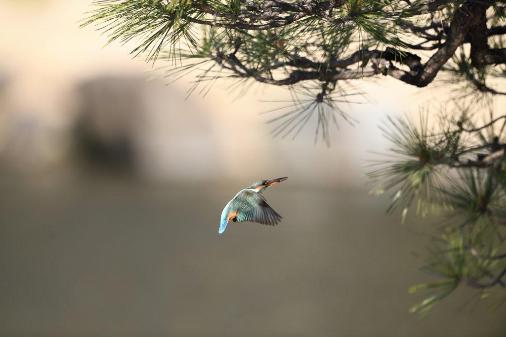 カワセミ_PH_001