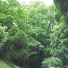 大カツラ