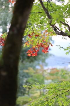 紅葉はじめ