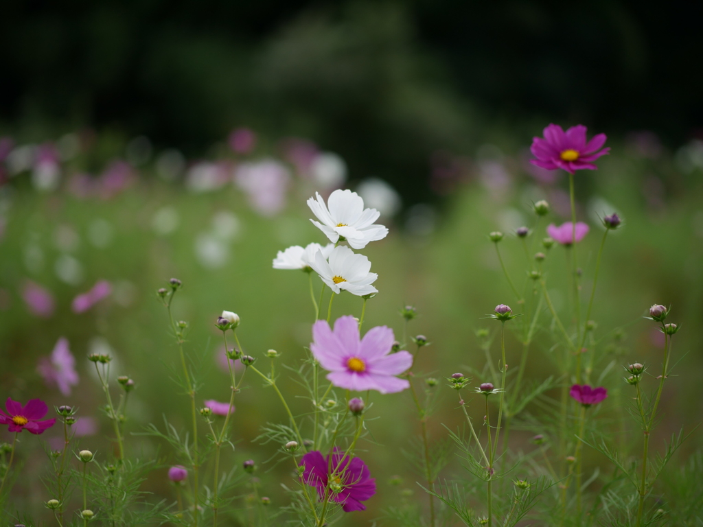 秋めく