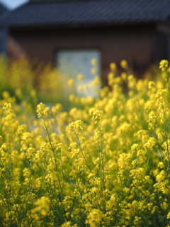 菜の花