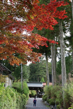 高野の秋