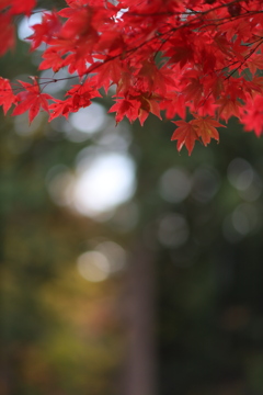 紅葉