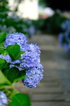 紫陽花