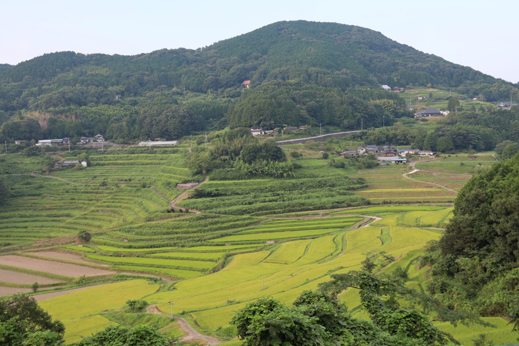 夏の棚田