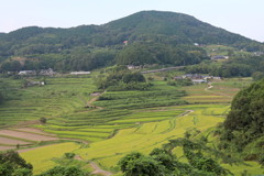 夏の棚田