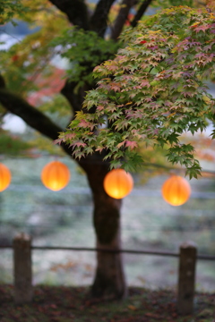 紅葉祭り