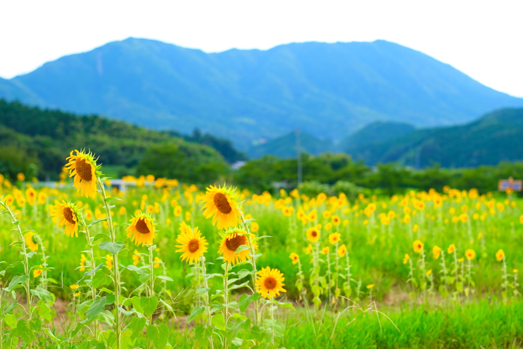 山里の夏日