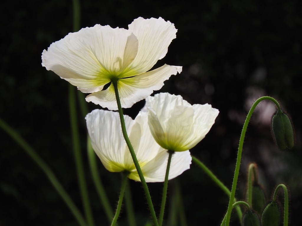 9028F18C-3B74-4471-AE8A-E7268DB83965
