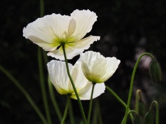 9028F18C-3B74-4471-AE8A-E7268DB83965