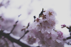 雪と桜